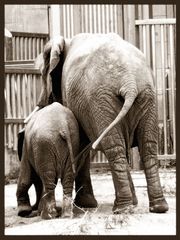 Elefantenmama mit ihrem Baby