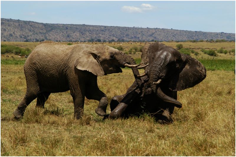 Elefanten_Masai Mara Game Reserve1