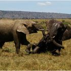 Elefanten_Masai Mara Game Reserve1