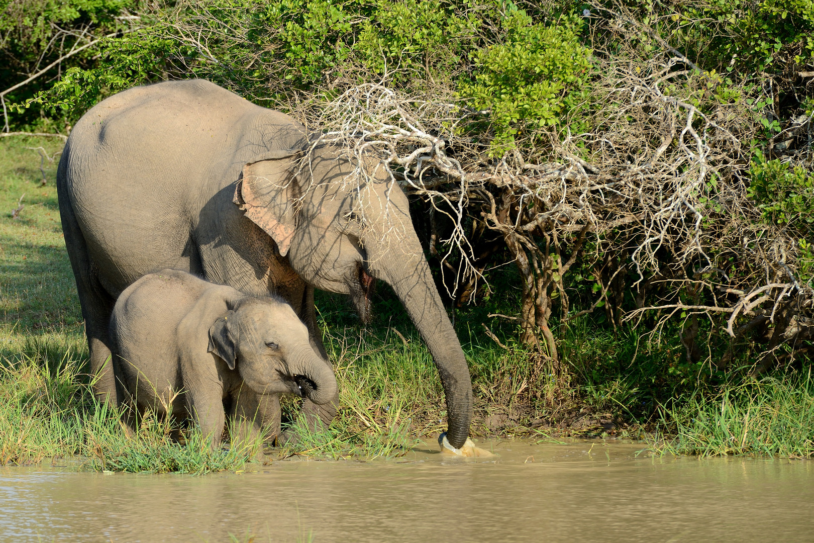 Elefantenmutter und Kind