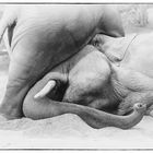 Elefantenmuttergutmütigkeit