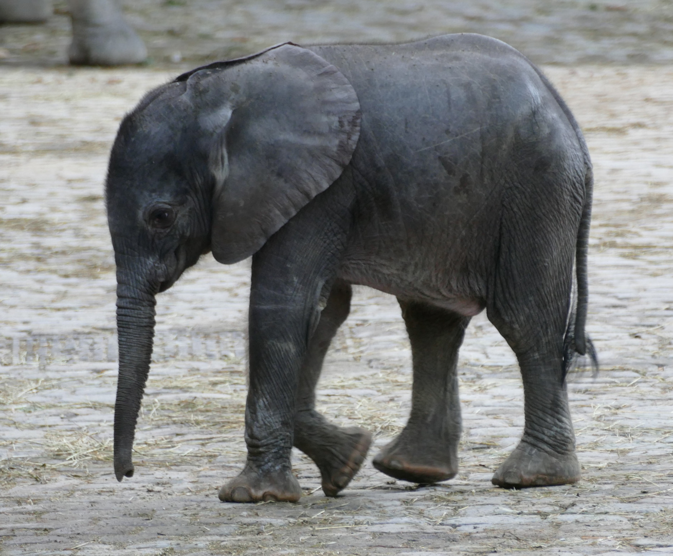 Elefantennachwuchs im Wuppertaler Zoo 