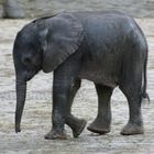 Elefantennachwuchs im Wuppertaler Zoo 