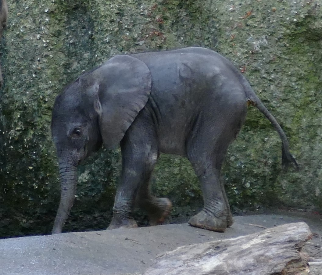 Elefantennachwuchs im Wuppertaler Zoo 