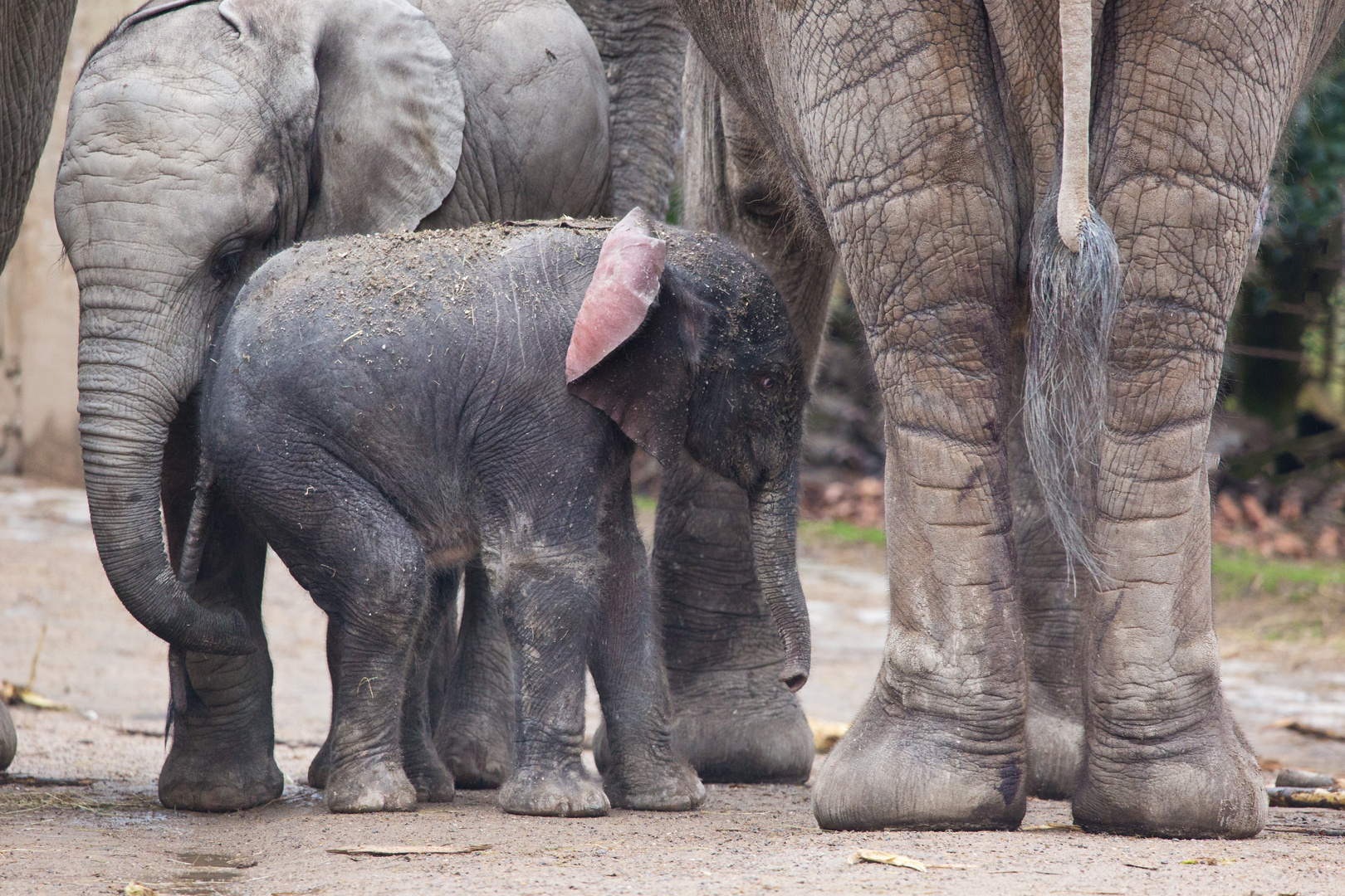 Elefantennachwuchs "Tsavo"_3064