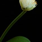 Elefantenohr (Haemanthus albiflos)