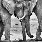 Elefantenohr Herz