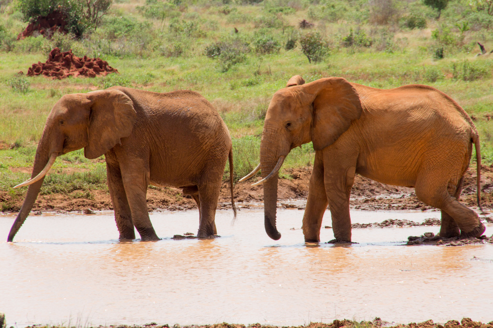 Elefantenpaar_Safari Kenya_Tsavo East