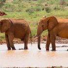 Elefantenpaar_Safari Kenya_Tsavo East