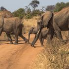 Elefantenparade