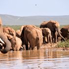 Elefantenparade am Wasserloch