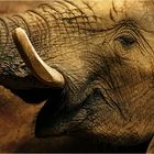 Elefantenportrait
