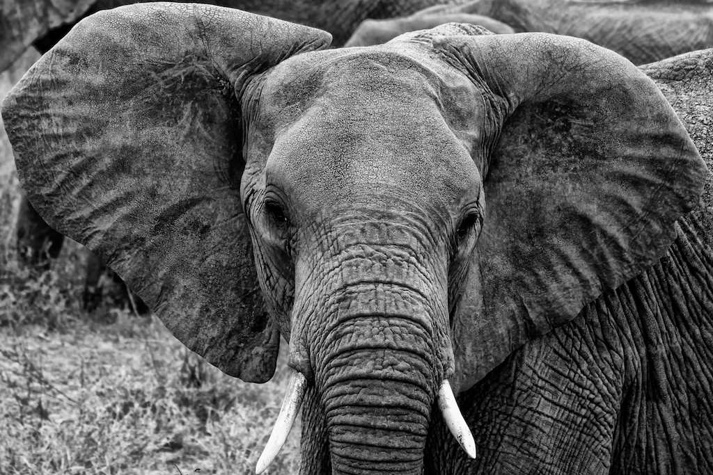 Elefantenportrait
