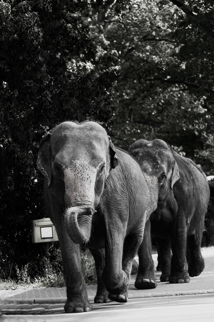 Elefantenpost