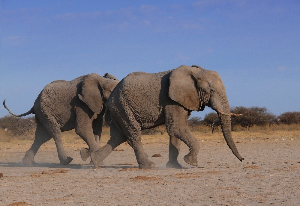Elefantenrennen