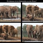 Elefantenrettung