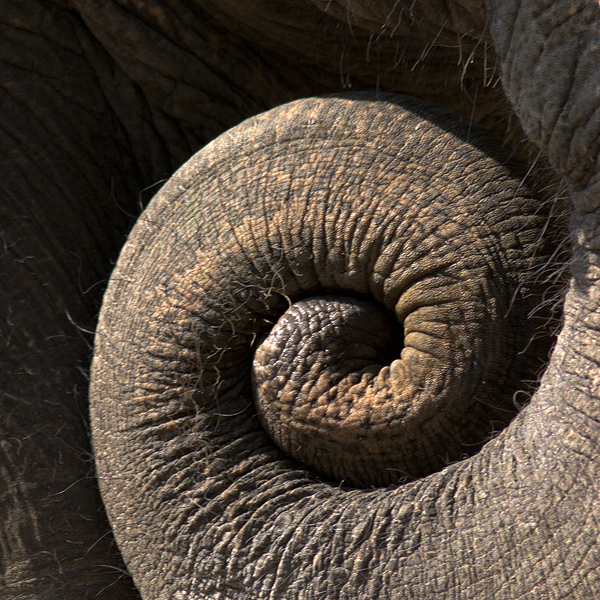 Elefantenrüssel von Bodo Seifert