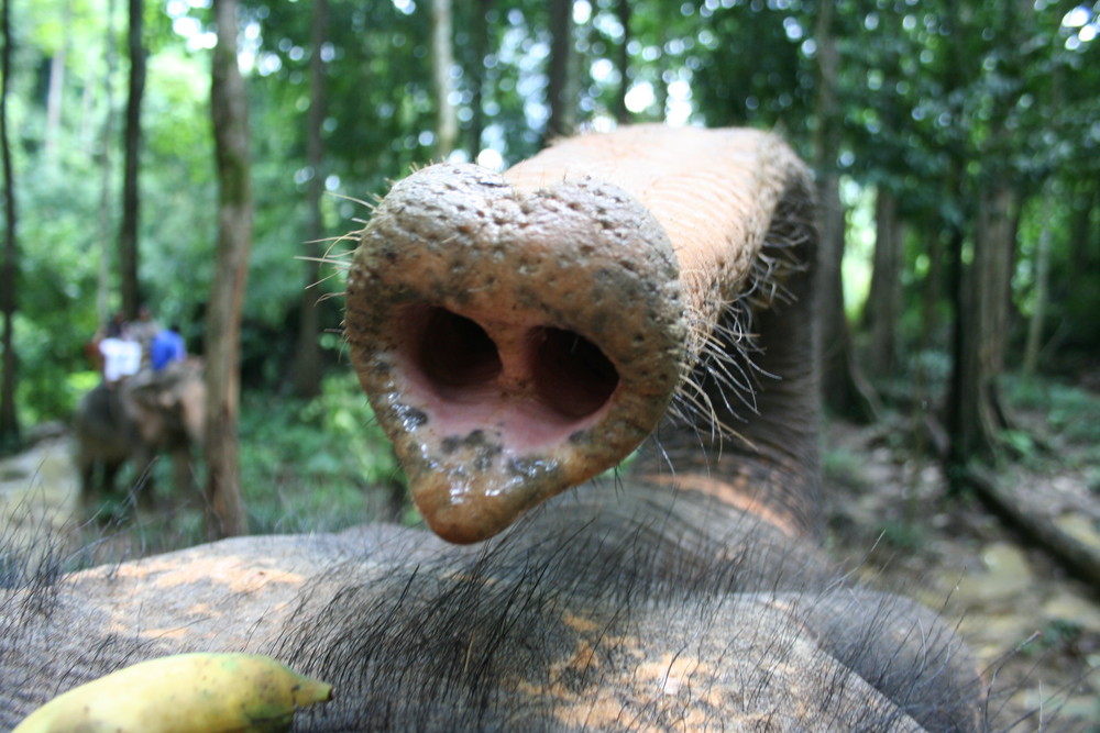 Elefantenrüssel, Nosey Park, Krabi, Thailand