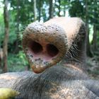 Elefantenrüssel, Nosey Park, Krabi, Thailand