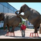 Elefantenschau im Erlebnistierpark Memleben