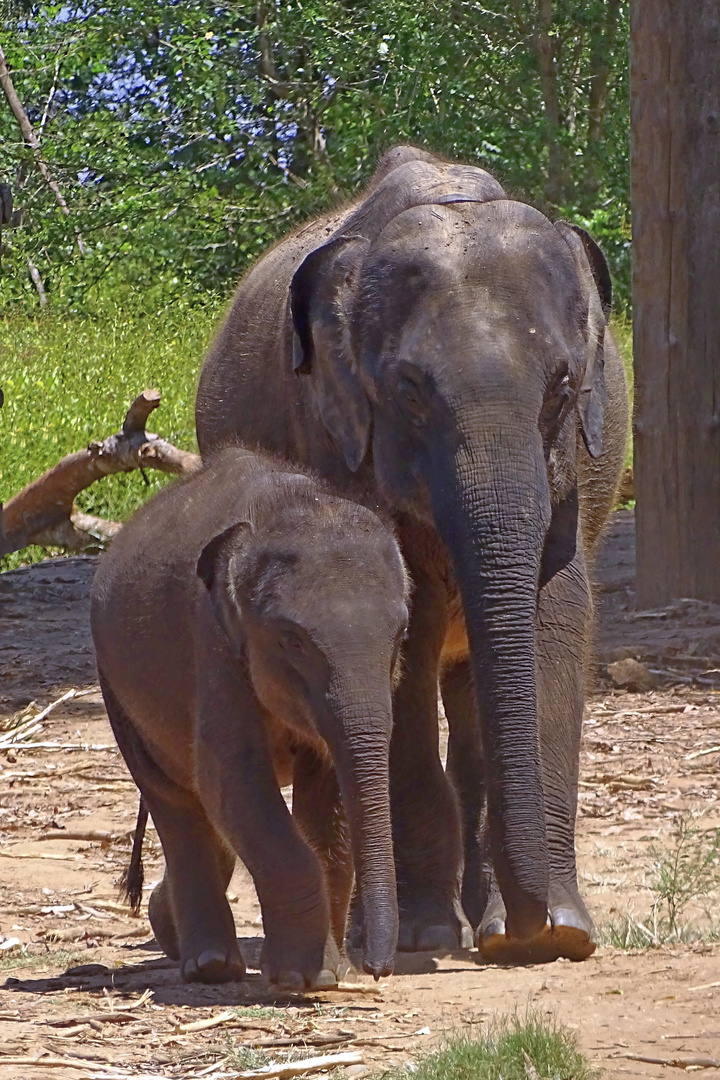 Elefantenschutz., Sri Lanka