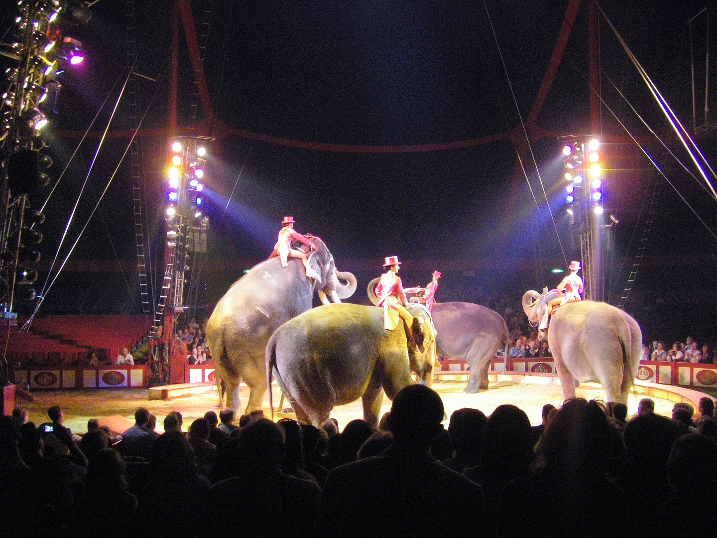 Elefantenshow