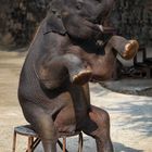 Elefantenshow in Thailand