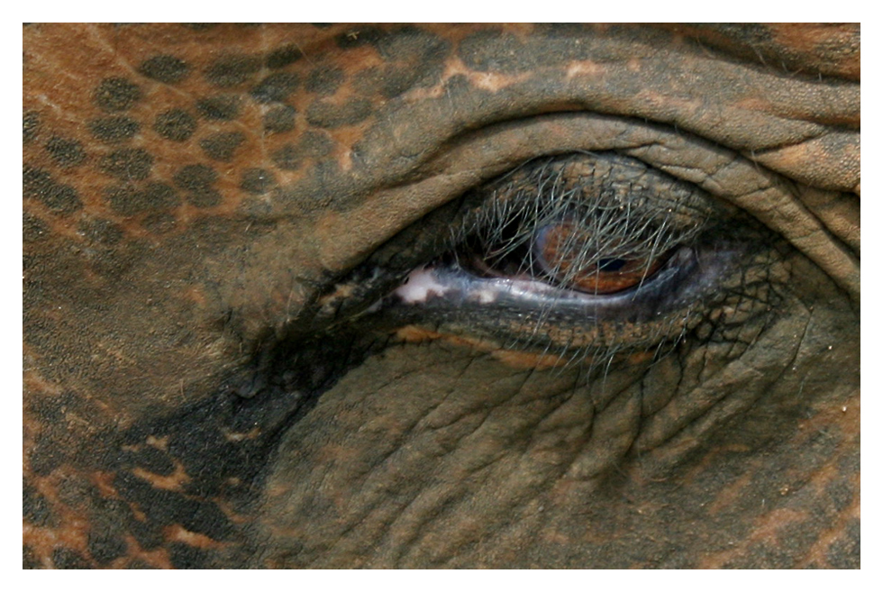 Elefantensicht