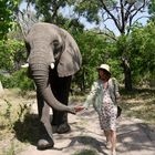 Elefantenspaziergang