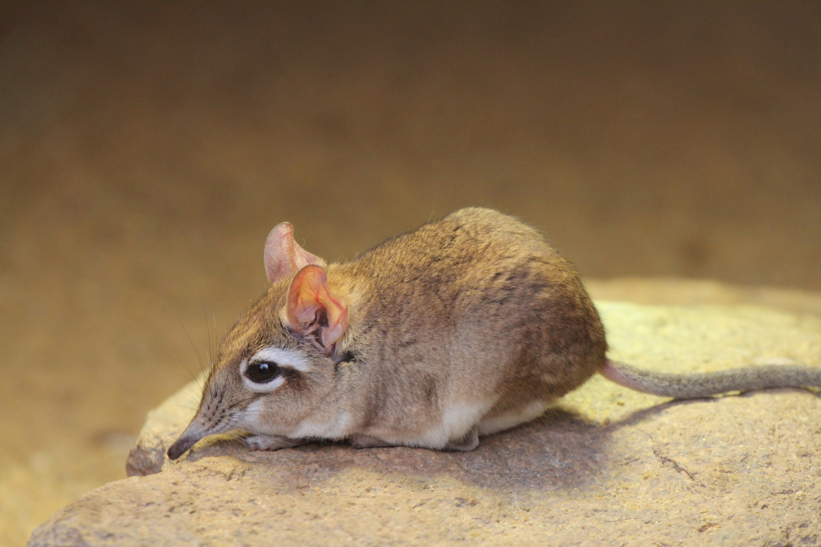 Elefantenspitzmaus