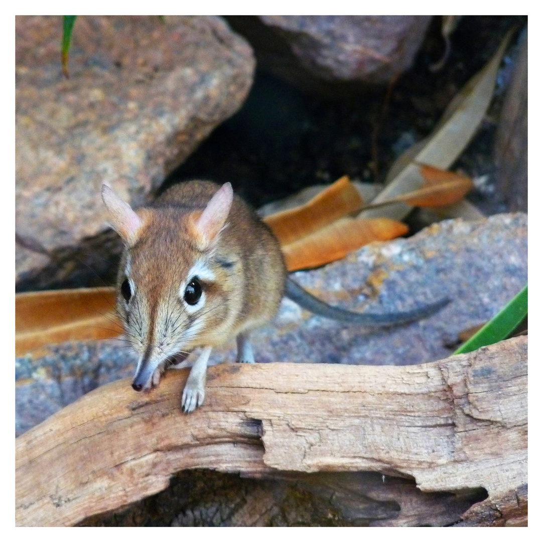 Elefantenspitzmaus