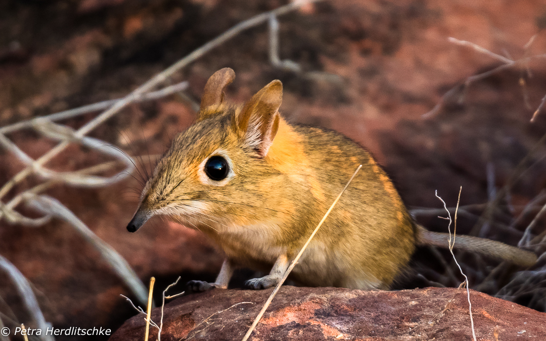 Elefantenspitzmaus