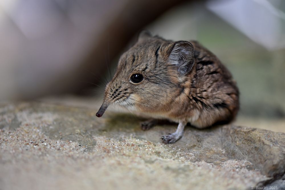 Elefantenspitzmaus (Wilhelma Stuttgart)