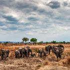 Elefanten,Tansania, Ruaha NP, 2016.10.09.