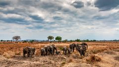 Elefanten,Tansania, Ruaha NP, 2016.10.09.