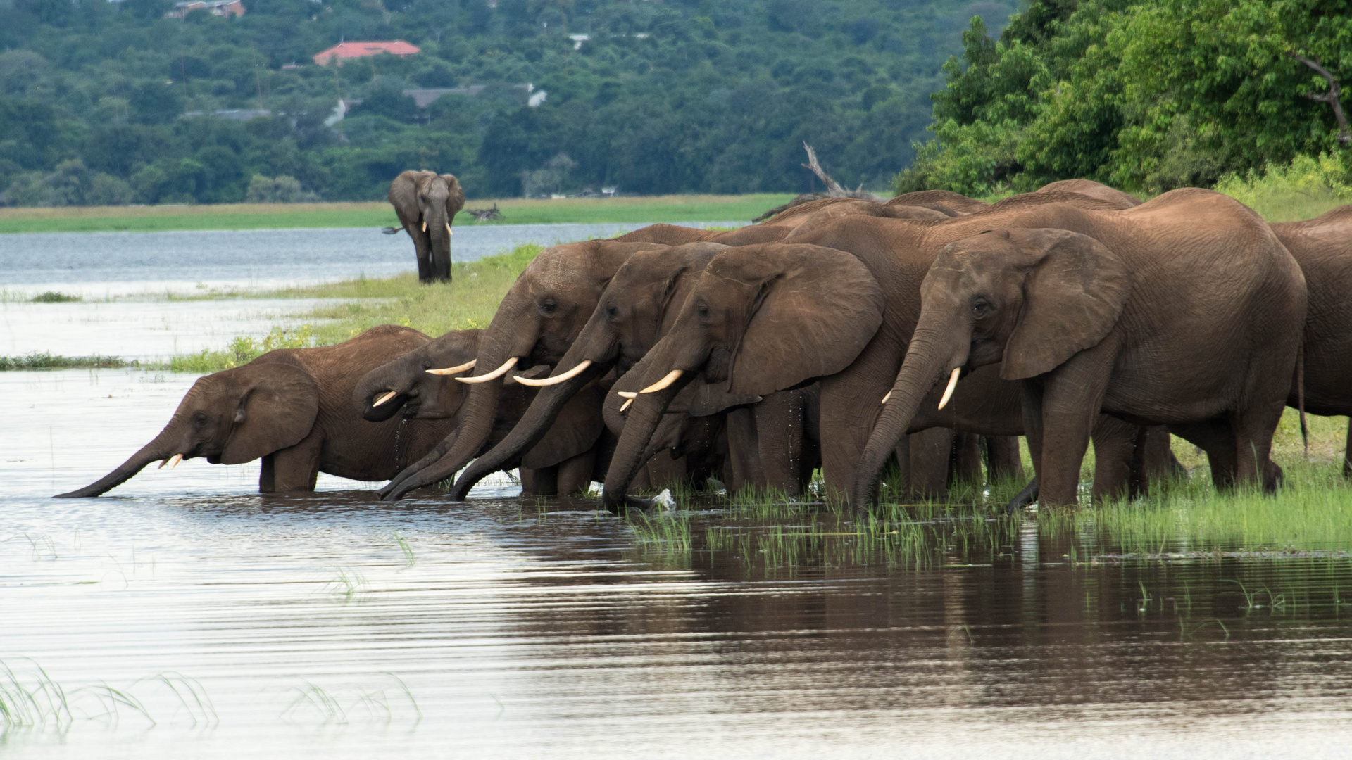 Elefantentreffen am Chobe-Fluss, Botswana