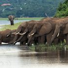 Elefantentreffen am Chobe-Fluss, Botswana