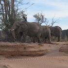 Elefantentriologie