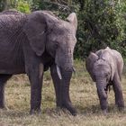 Elefantenunterricht