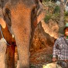 Elefantenwärter in Phuket - Thailand