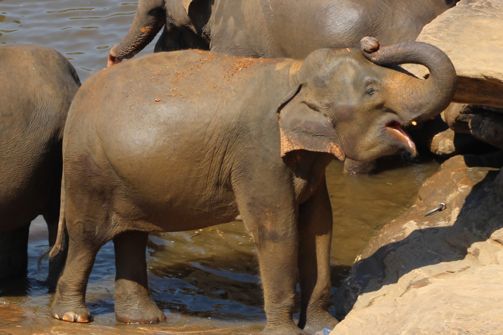 Elefantenwaise in Sri Lanka