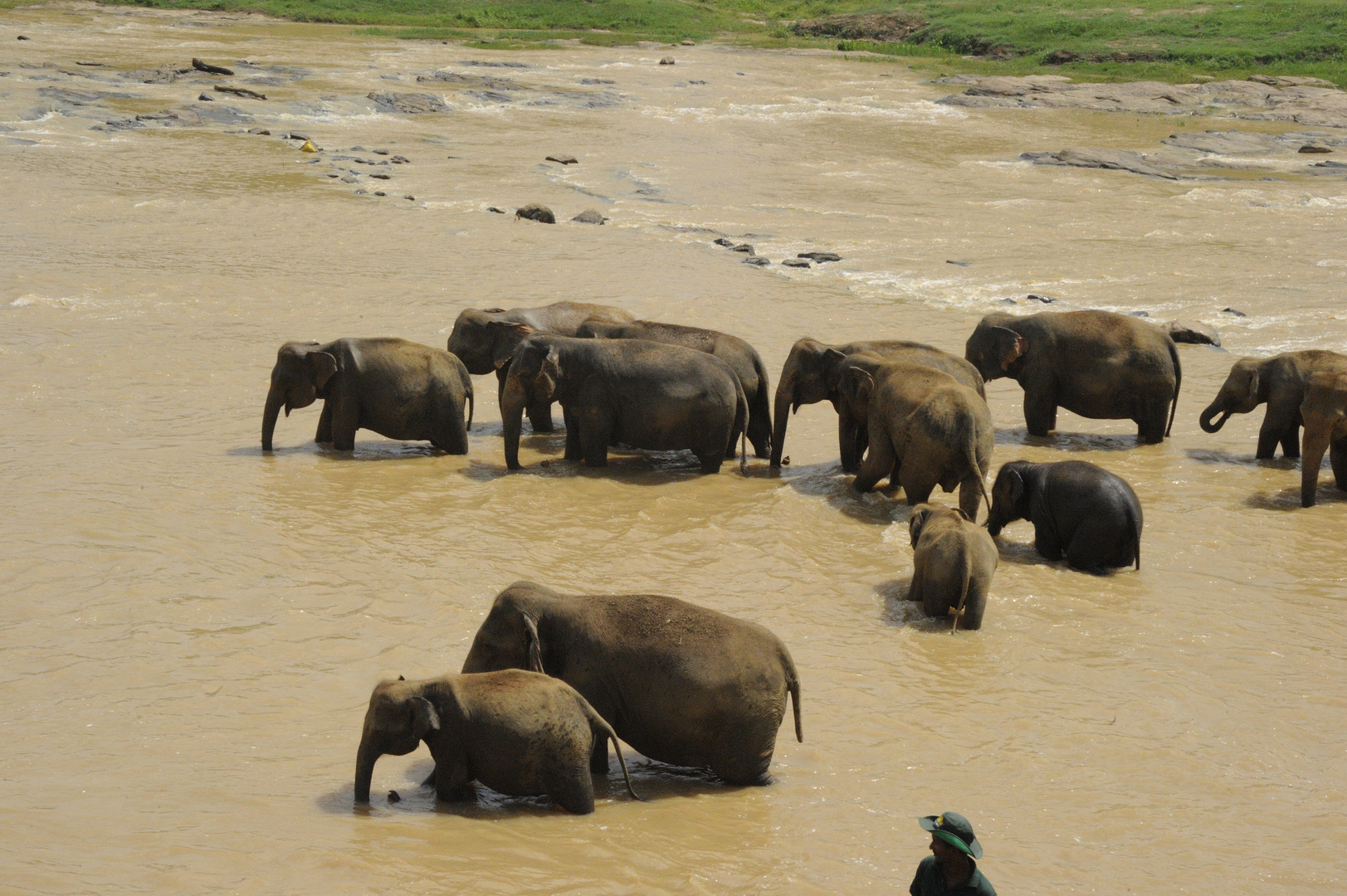 Elefantenwaisenhaus; Pinawela; Sri Lanka