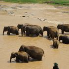 Elefantenwaisenhaus; Pinawela; Sri Lanka