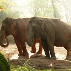 Elefantenwald