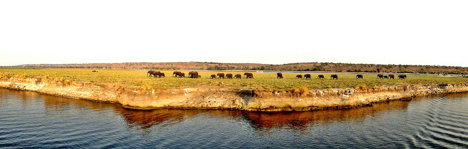 Elefantenwanderung