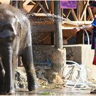 Elefantenwaschanlage