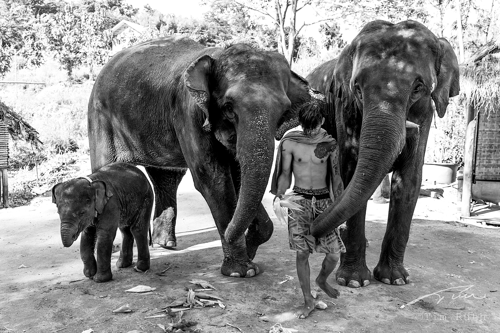 Elefantes con su mahout