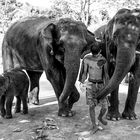 Elefantes con su mahout