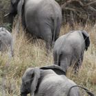 Elefantes en fila