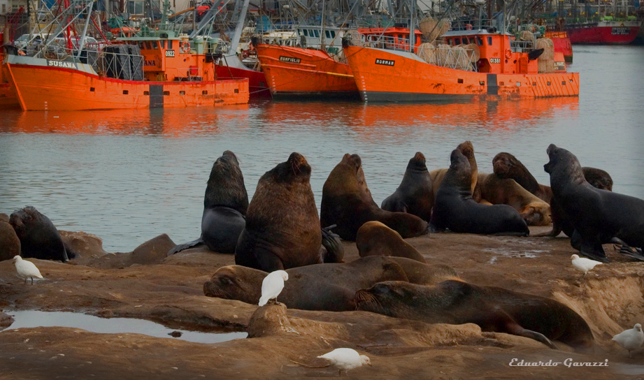 Elefantes en Mar del Plata